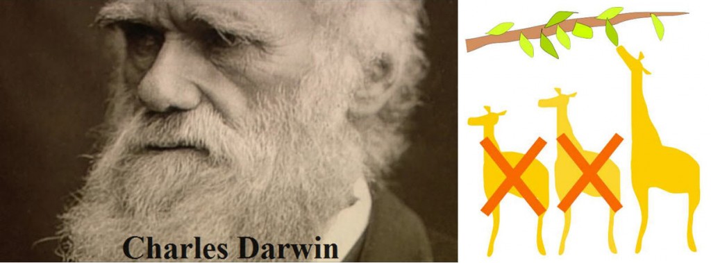 darwin et giraffes